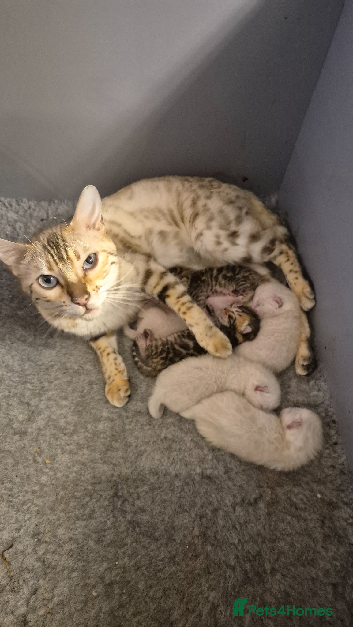 Bengal cats Pure Bred Bengal Kittens - Advert 1