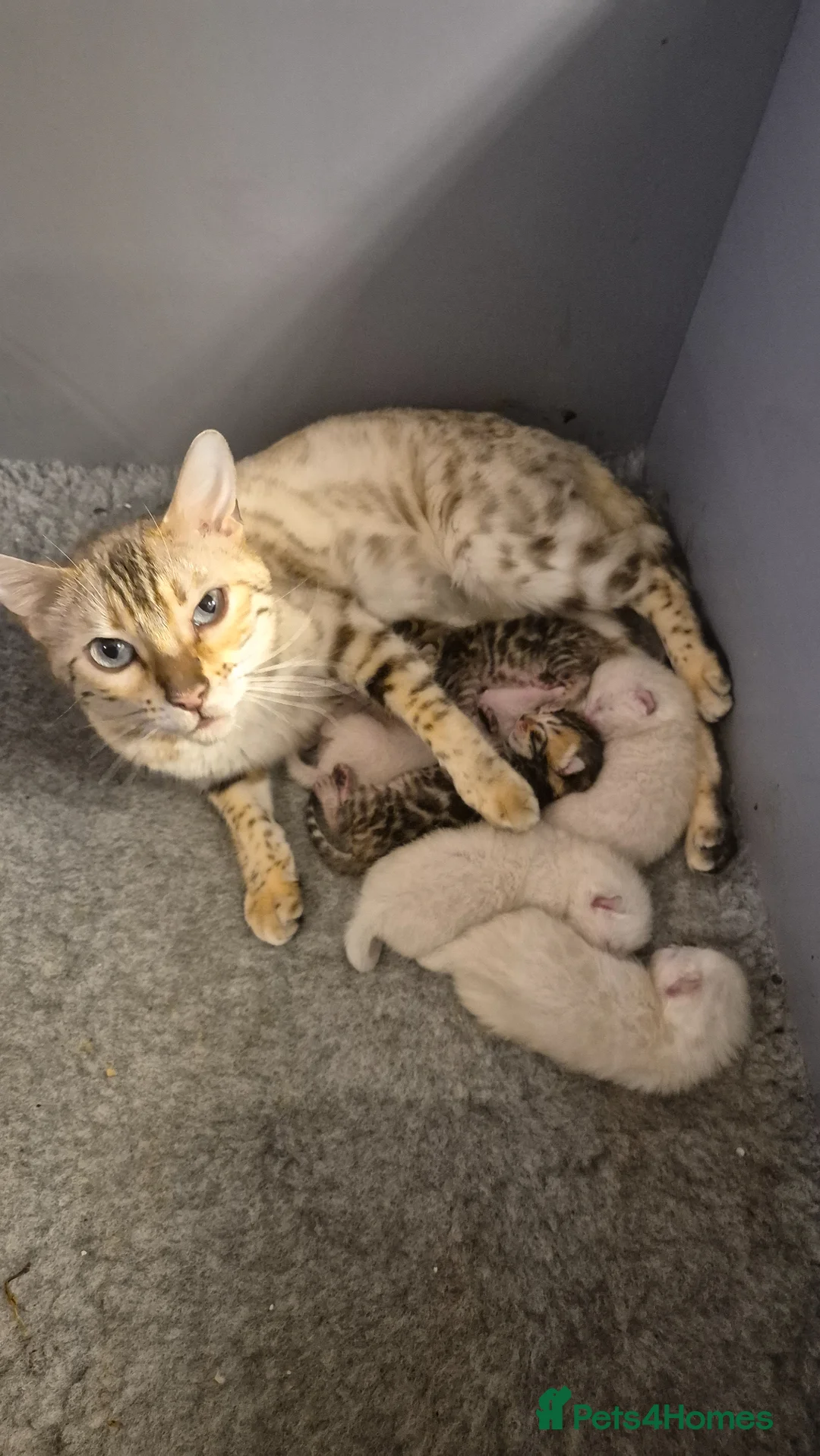 Bengal cats for sale: Pure Bred Bengal Kittens - Advert 1