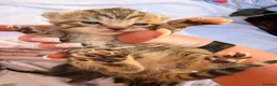Mixed Breed cats for sale: Tabby/bengal kittens  - Advert 7