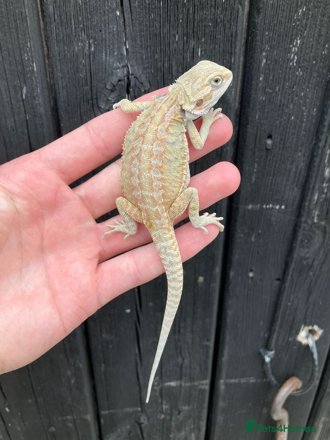 Bearded Dragon reptiles for sale: Bearded Dragons - stunning babies  - Image 4