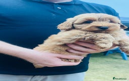 Labradoodle dogs for sale: Chunky Miniature Soft Curled Labradoodle Pups - Image 10