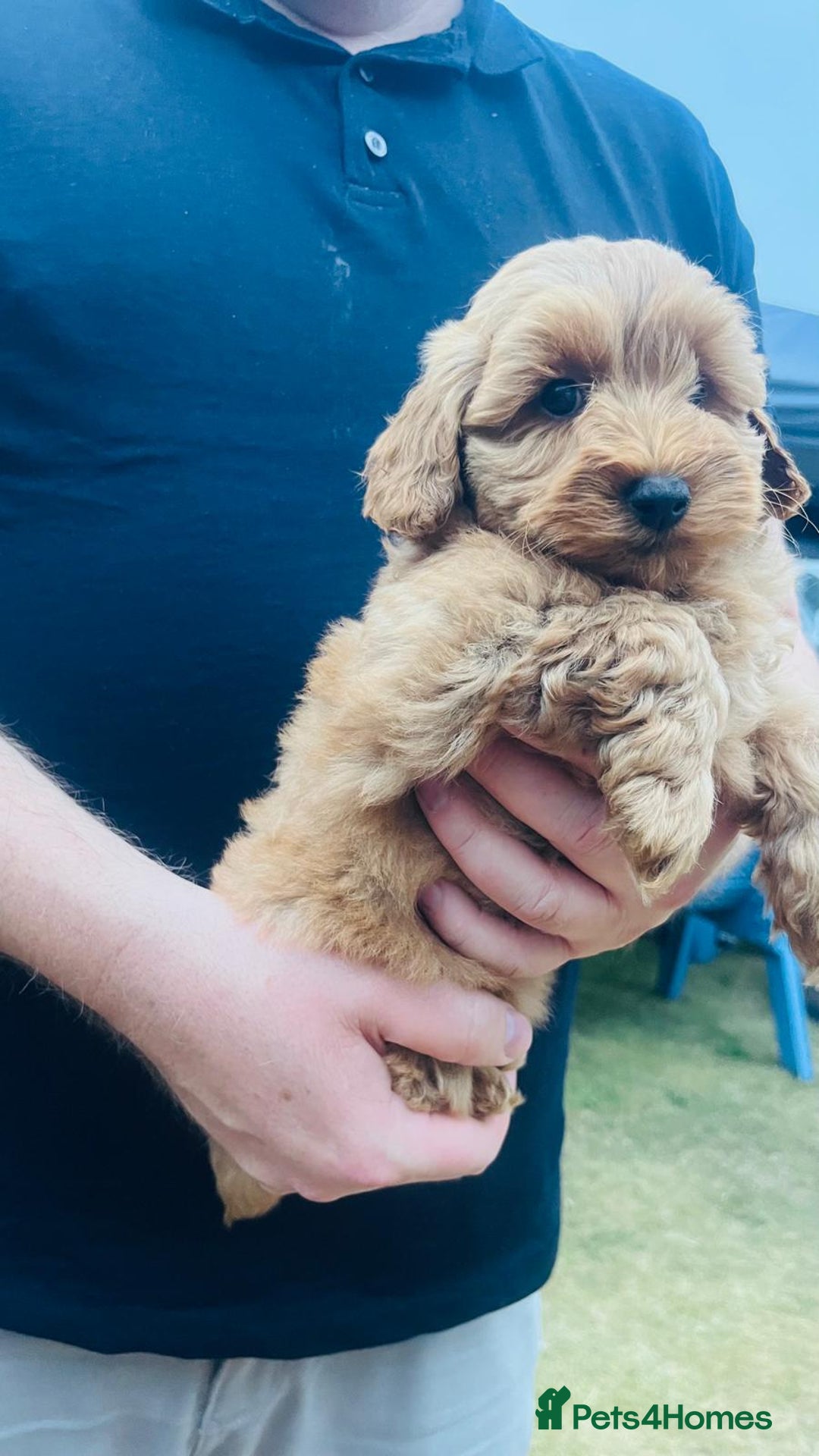 Labradoodle dogs for sale: Chunky Miniature Soft Curled Labradoodle Pups - Image 10