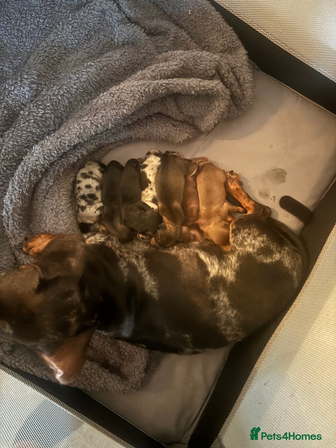 Mixed Breed dogs for sale: Dachshund and Pomeranian - Image 7