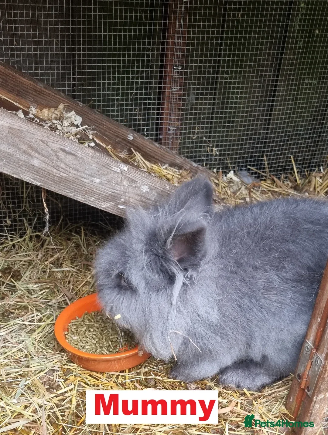 Mini Lop rabbits for sale: 2 x Mini Lion Lop ready to collect 23 March 2026 - Advert 2