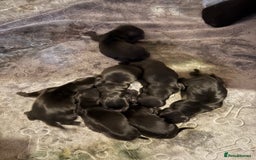 Mixed Breed dogs for sale: Docker's FOR SALE (black & white markings)  - Image 1