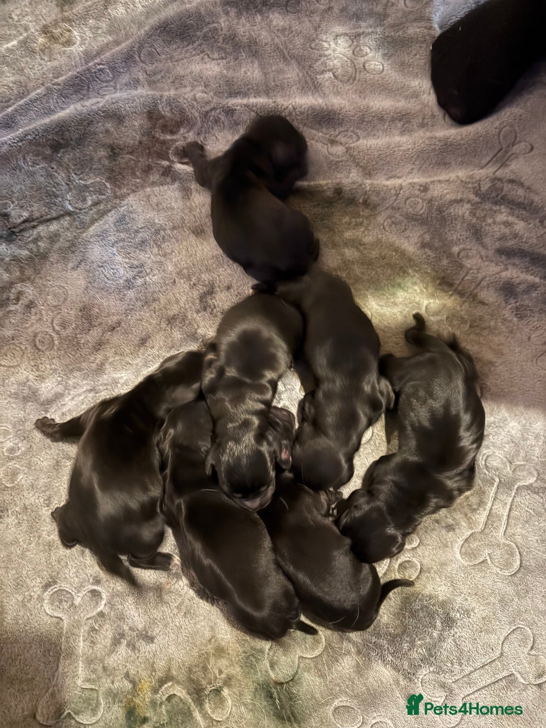 Mixed Breed dogs for sale: Docker's FOR SALE (black & white markings)  - Image 1