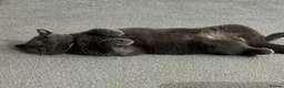 British Shorthair cats for sale: 5 generation GCCF BSH breeding pair⭐️⭐️ - Advert 4