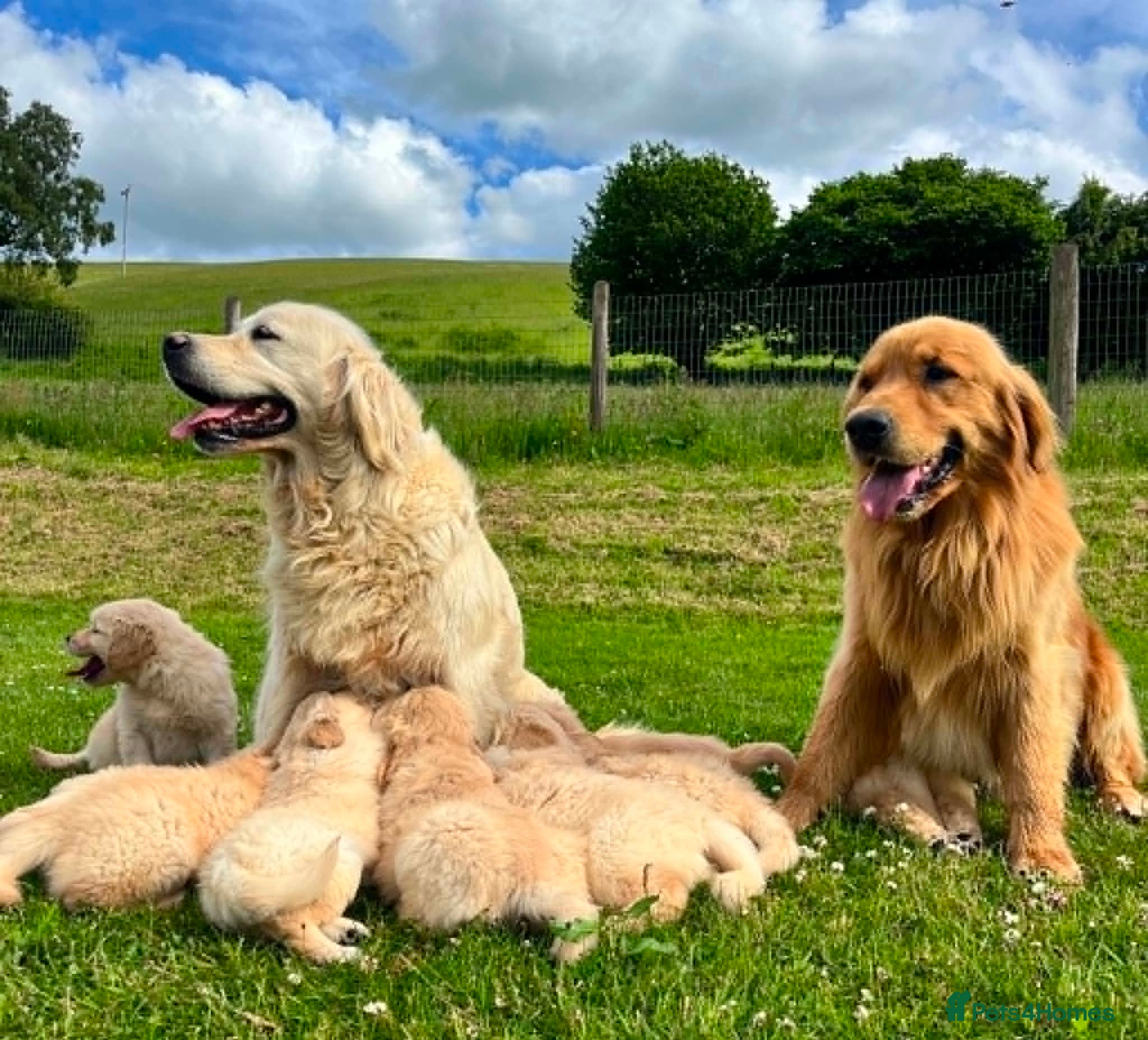 Golden Retriever dogs Beautiful KC Golden Retriever Puppies - Advert 1