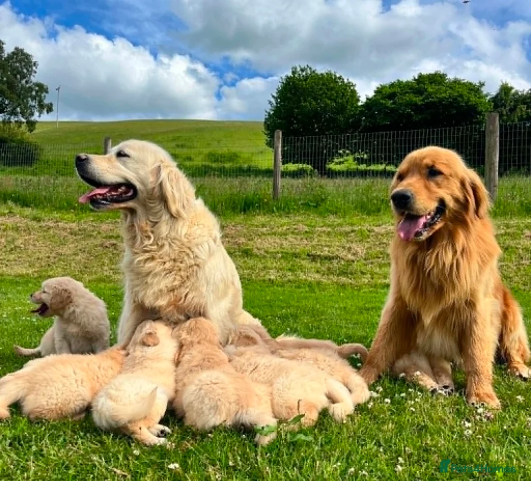 Golden Retriever dogs for sale: Beautiful KC Golden Retriever Puppies - Advert 1