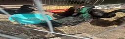 Ducks poultry for sale: Cayuga ducks breeding pair - Advert 3
