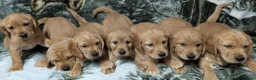 Cockerdor dogs for sale: Stunning Golden Cockerdor puppies  - Advert 1