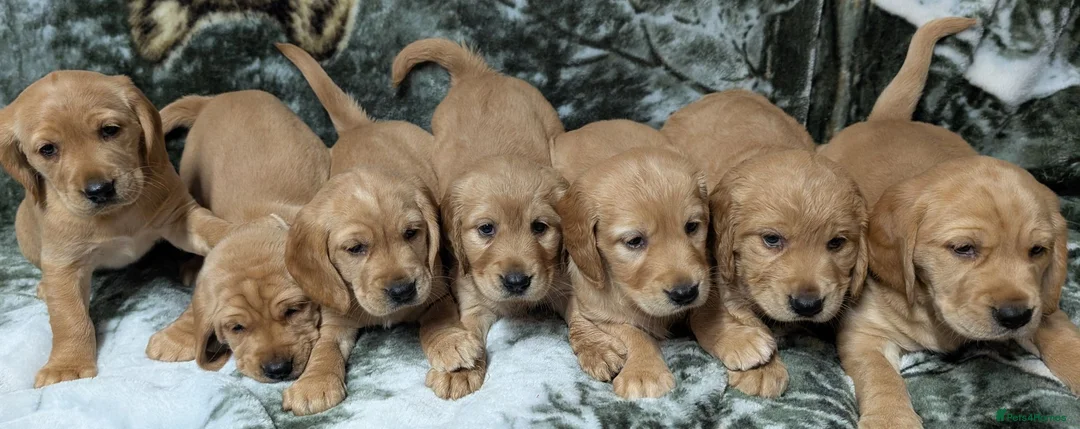 Cockerdor dogs for sale: Stunning Golden Cockerdor puppies  - Advert 1