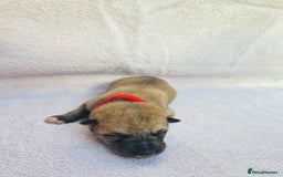 Mixed Breed dogs for sale: Czech Wolfdog × Akita/Malamute Puppies - Image 17