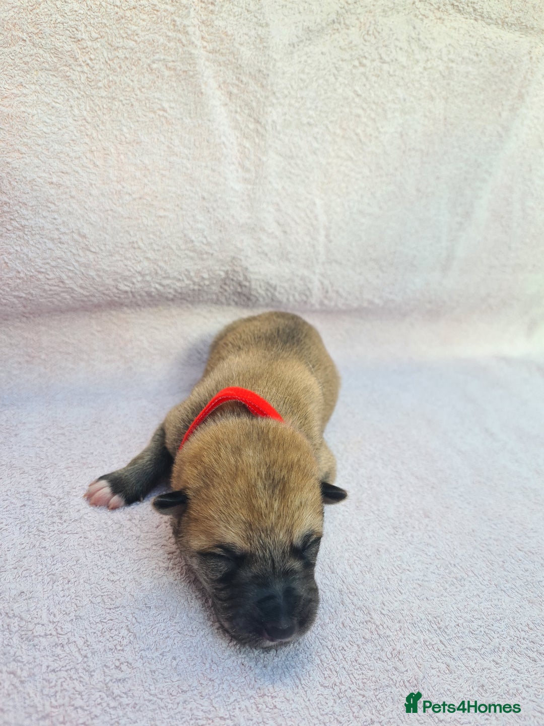 Mixed Breed dogs for sale: Czech Wolfdog × Akita/Malamute Puppies - Image 17