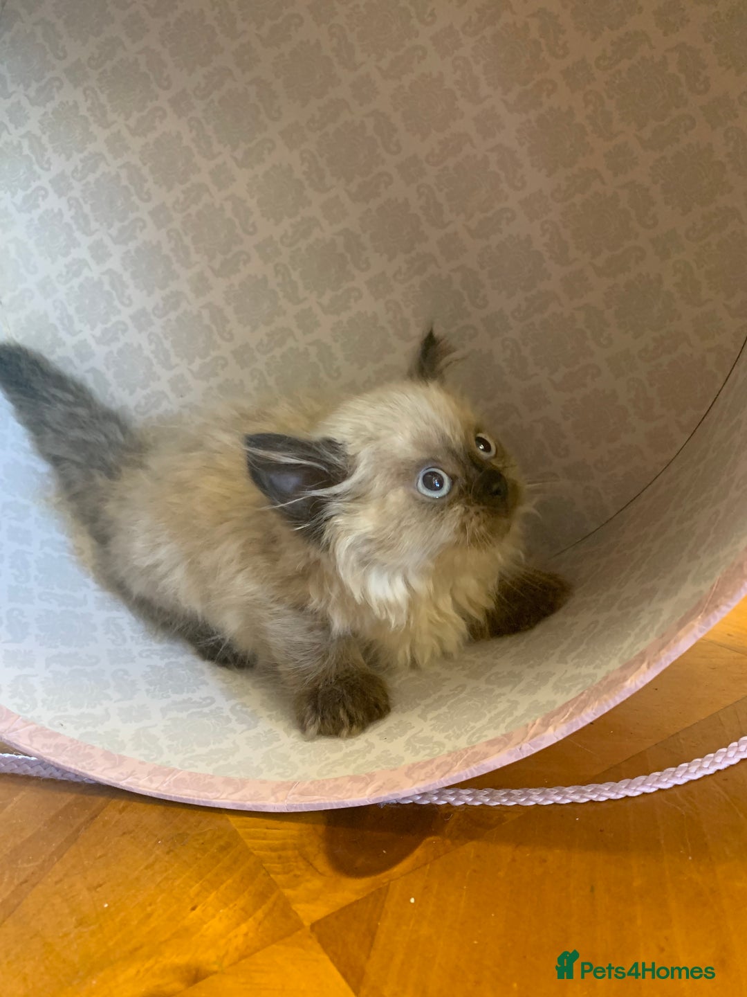 Selkirk Rex cats for sale: Selkirk rex kittens  - Image 7