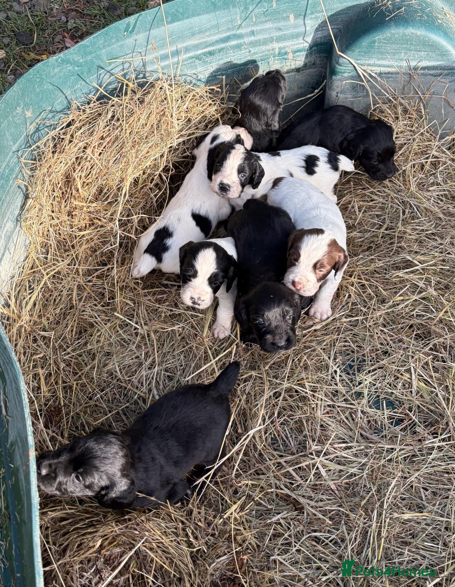Cocker Spaniel dogs for sale:  WORKING COCKER SPANIELS PUPPIES £800  - Advert 1