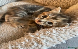 Mixed Breed cats for sale: Beautiful Kittens inc Ginger Girl - Image 4