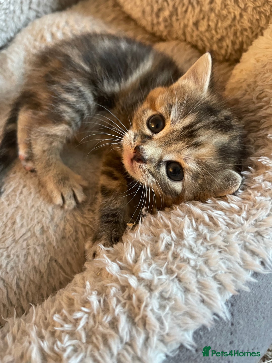Mixed Breed cats for sale: Beautiful Kittens inc Ginger Girl - Image 4