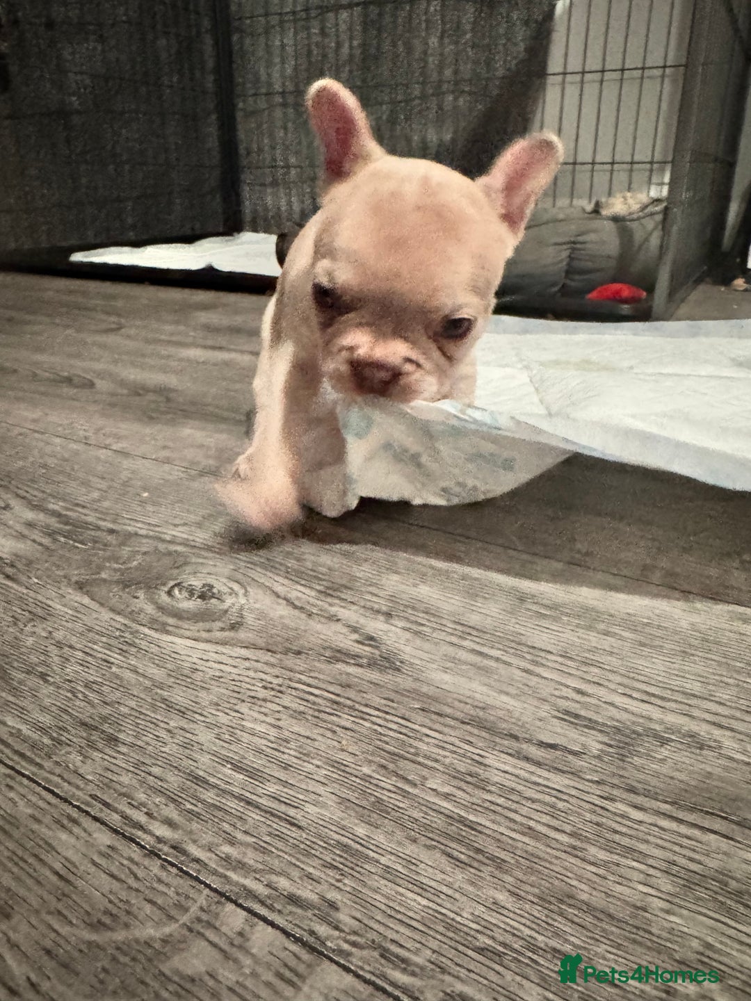 French Bulldog dogs for sale: 2 beautiful Frenchie puppies  - Advert 8