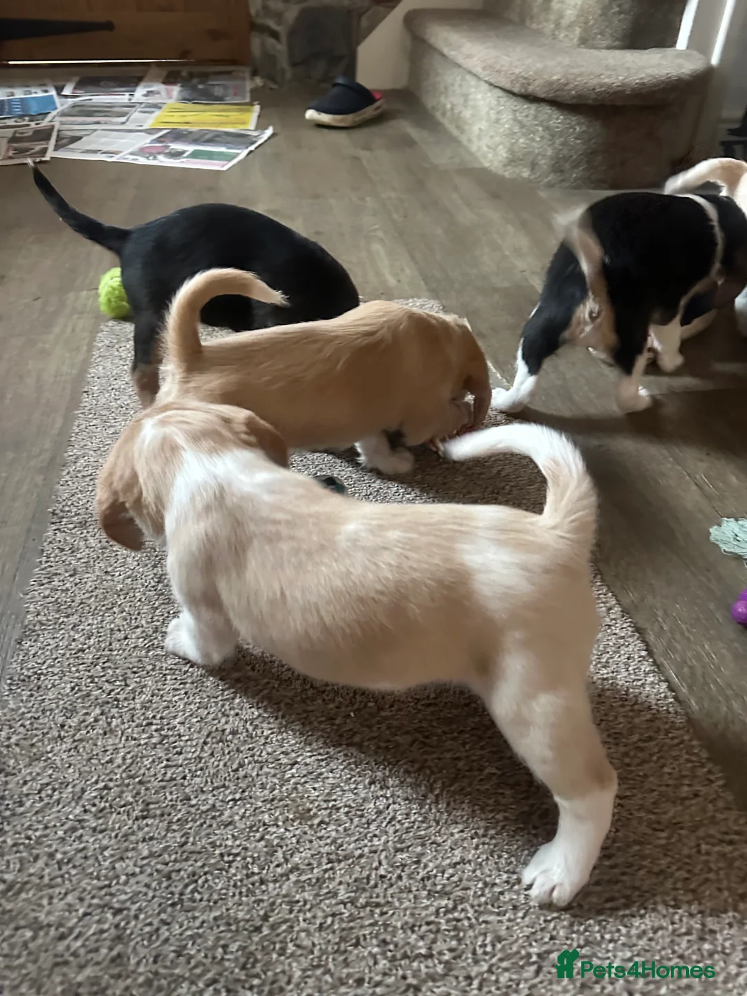 Mixed Breed dogs for sale: 🐾 Absolutely adorable Beagle x Cavapoo 🐾  - Advert 5