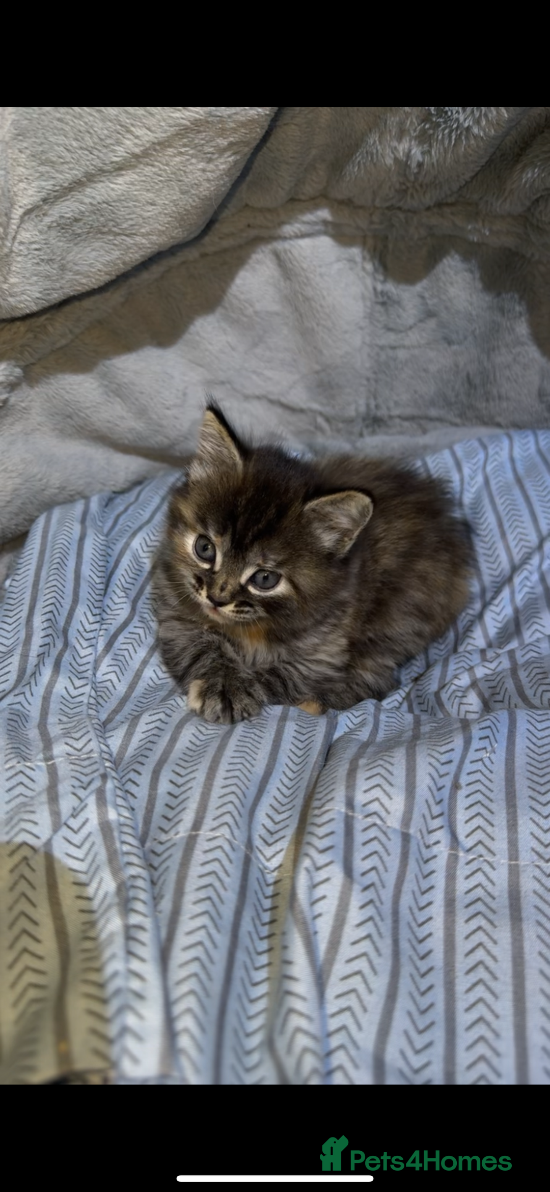 Mixed Breed cats for sale: Two beautiful kittens for sale  - Image 5