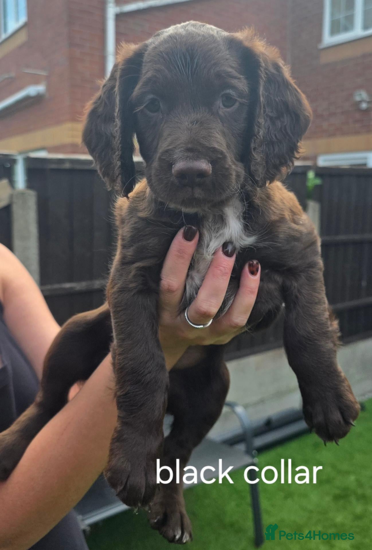 Sprocker dogs Sprocker spaniel puppies  - Advert 12