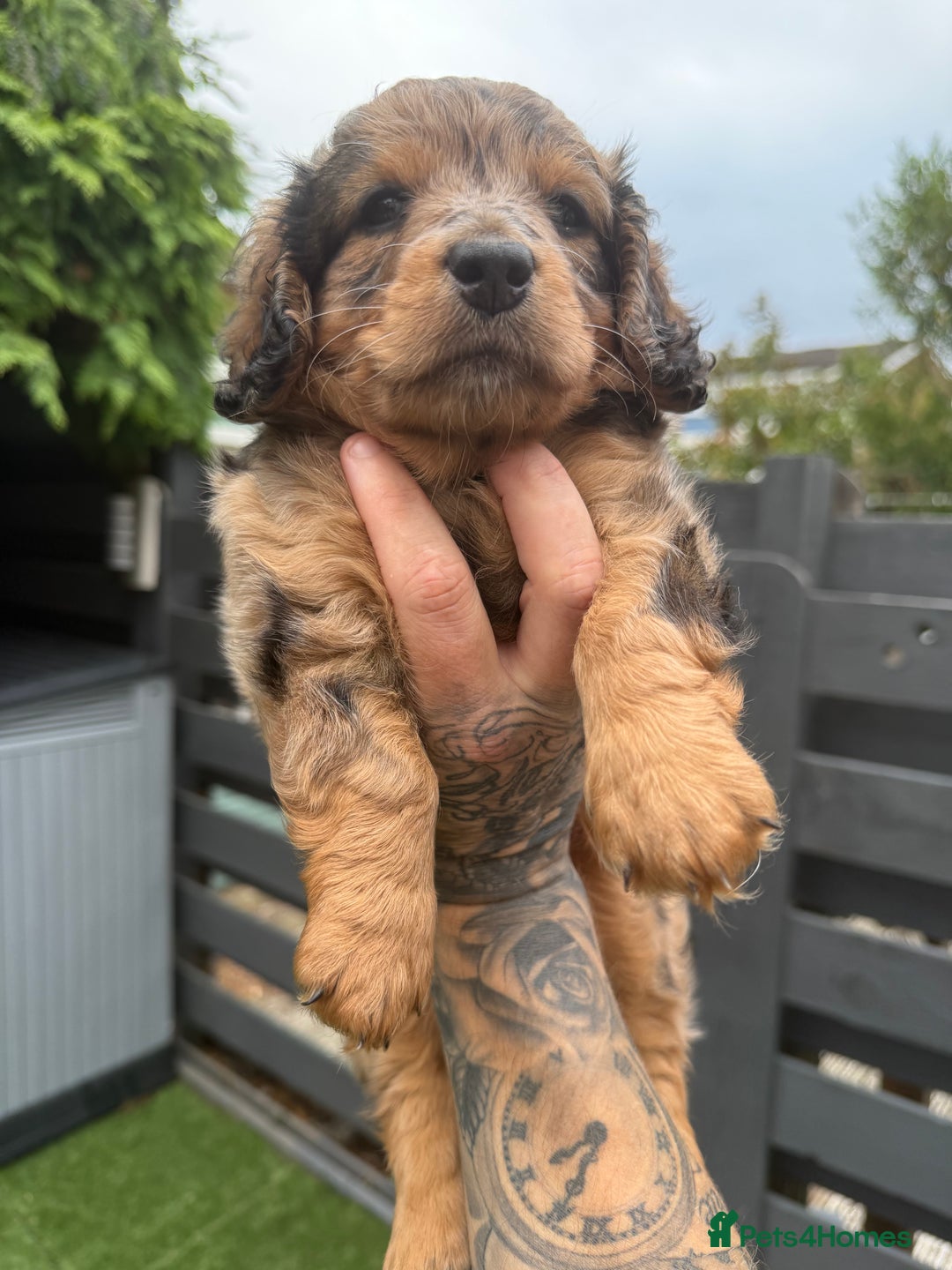 Mixed Breed dogs for sale: Gorgeous Daxipoo miniature dachshund cross poodle  - Image 3