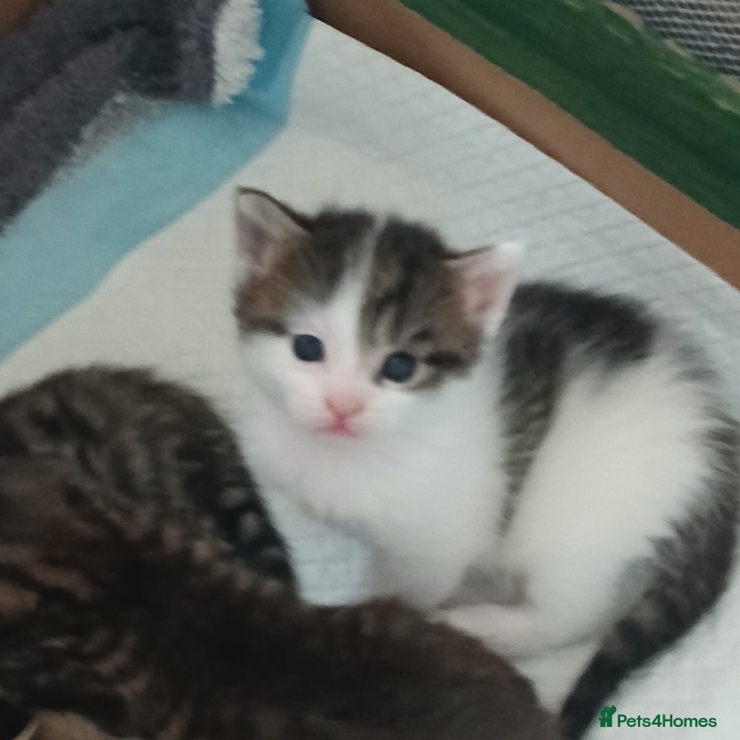 Bengal cats for sale: 1 girl and 3 boys  - Image 11