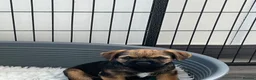 Border Terrier dogs for sale: Border Terrier Puppy Dog (Ready to go) - Advert 4