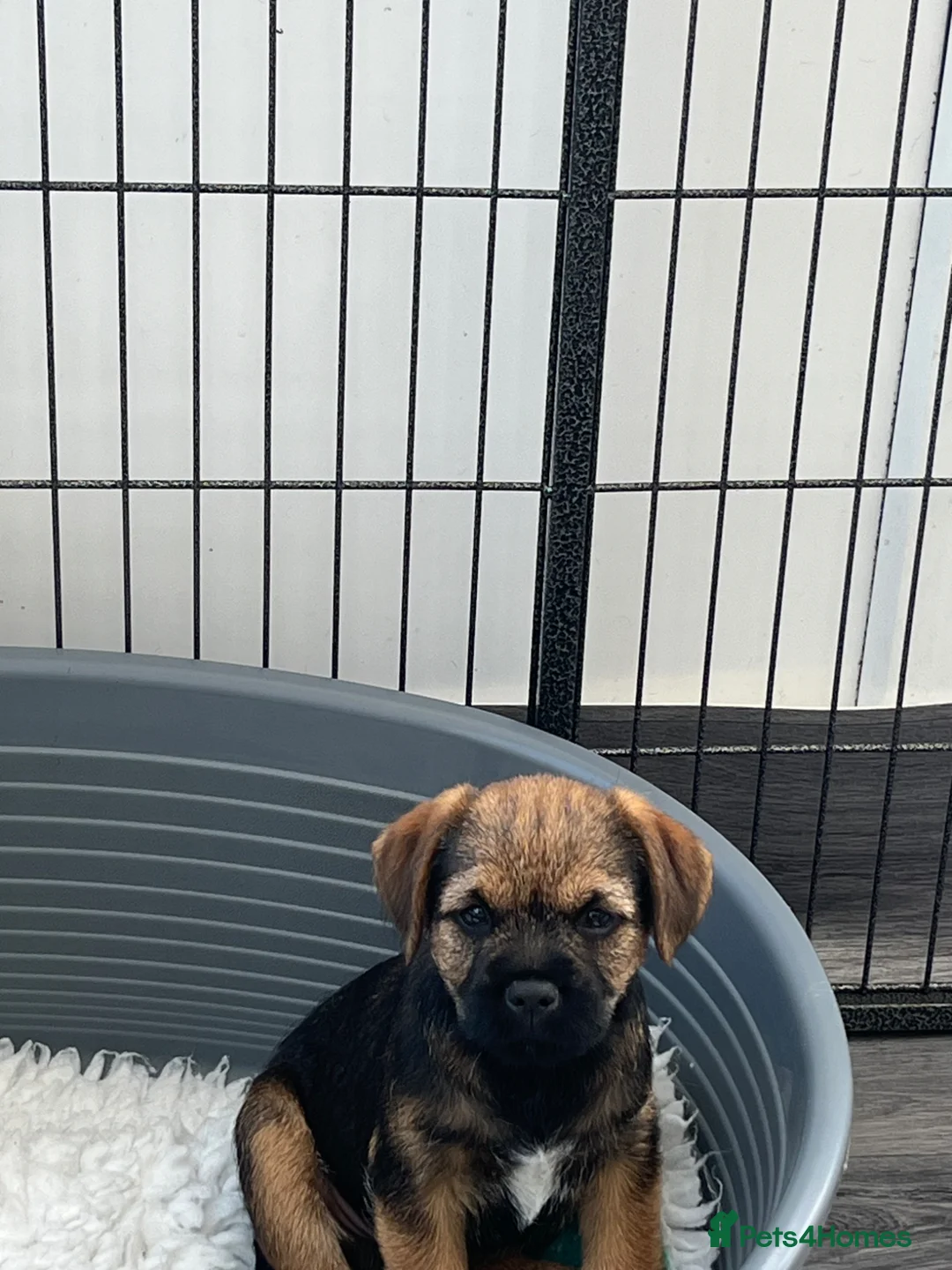 Border Terrier dogs for sale: Border Terrier Puppy Dog (Ready to go) - Advert 4
