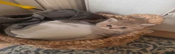 British Shorthair cats for sale: Adorable pure British shorthair kittens  - Advert 20