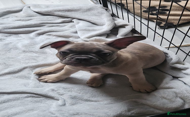 French Bulldog dogs - Advert 2