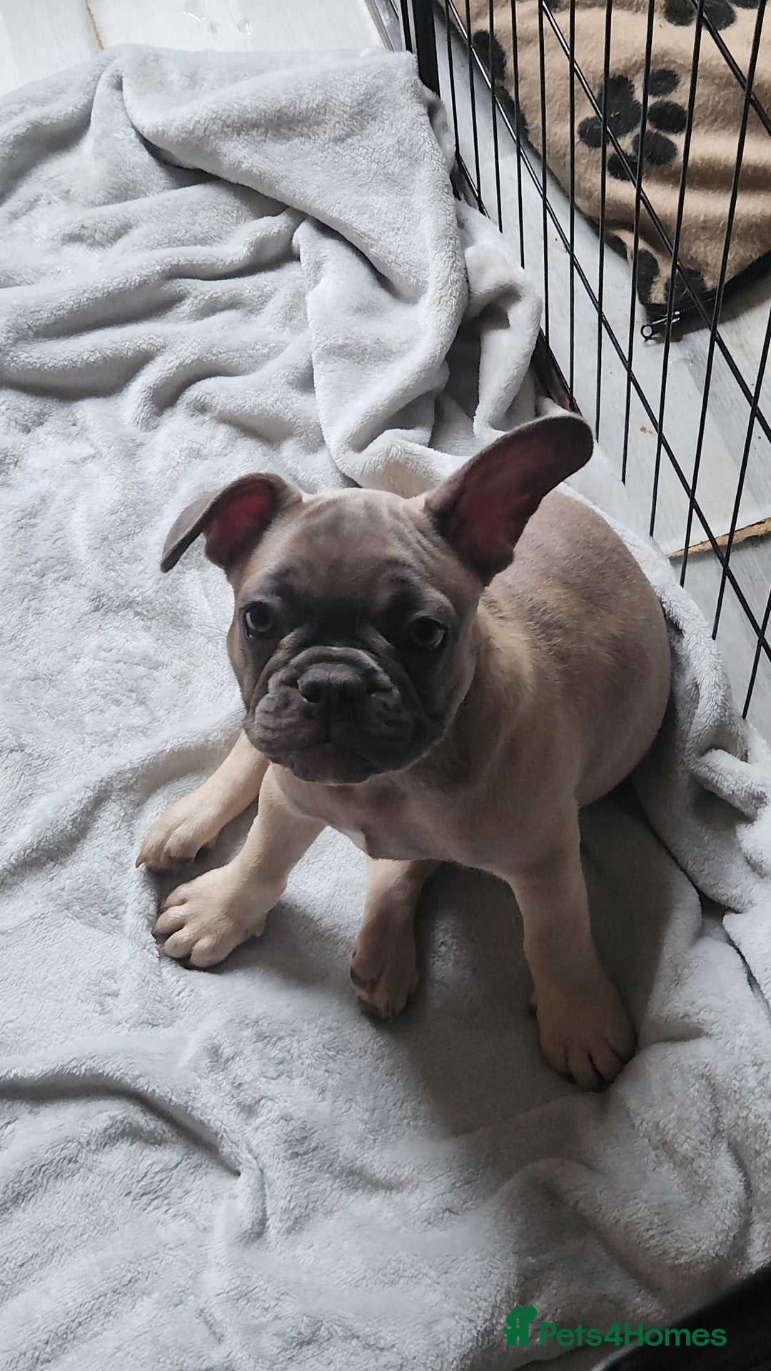French Bulldog dogs for sale: 🐶3 french bulldogs left, price reduced £500🐶 - Image 1