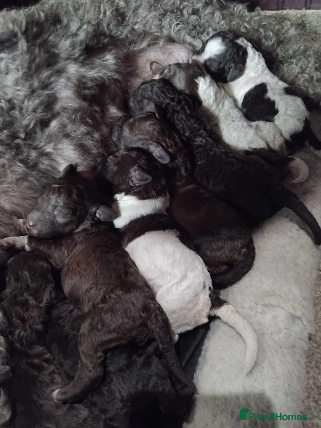 Lagotto Romagnolo dogs for sale: Kc lagotto romagnolo puppies - Advert 1