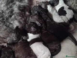 Lagotto Romagnolo dogs Kc lagotto romagnolo puppies - Advert 3