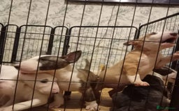 English Bull Terrier dogs for sale: 2 male English bull terrier pups - Image 3