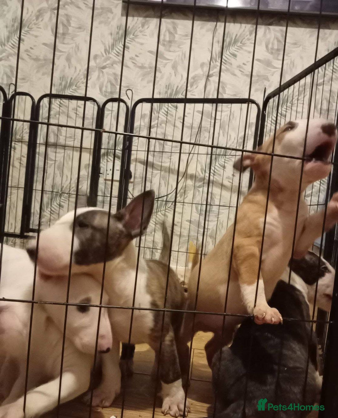 English Bull Terrier dogs for sale: 2 male English bull terrier pups - Image 3