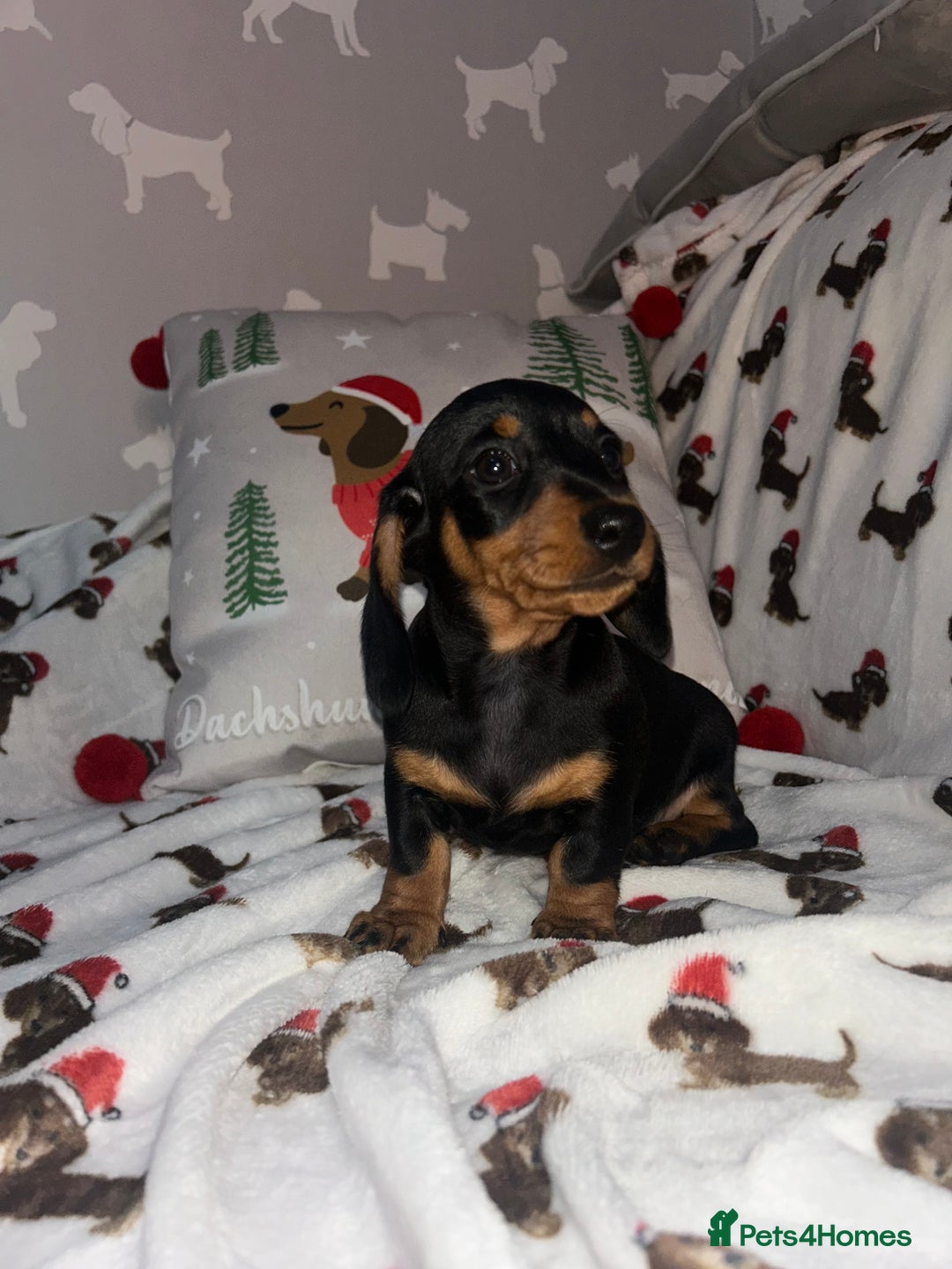 Miniature Dachshund dogs for sale: Miniature Smooth Dachshund Puppies  - Advert 6