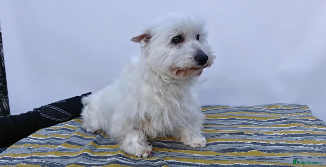 West Highland Terrier dogs for adoption: 🐾 FLAKE – Female West Highland Terrier 🐾 in West Malling - Advert 1