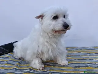 West Highland Terrier dogs 🐾 FLAKE – Female West Highland Terrier 🐾 - Advert 8