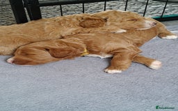 Mixed Breed dogs for sale: ✨Health Tested Australian Labradoodles ✨ - Image 15
