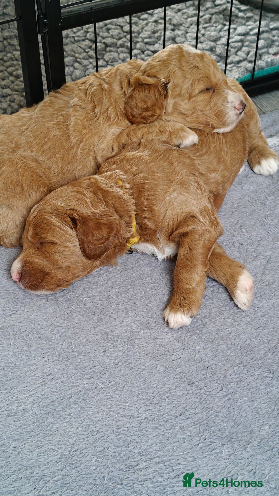 Mixed Breed dogs for sale: ✨Health Tested Australian Labradoodles ✨ - Image 15