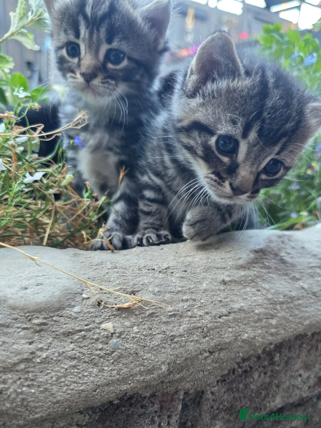 Maine Coon cats for sale: Gorgeous main coon cross babies - Advert 9