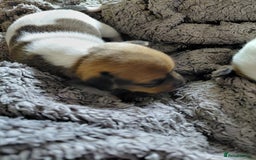 Jack Russell dogs for sale: Beautiful Jack Russell puppies  - Image 6