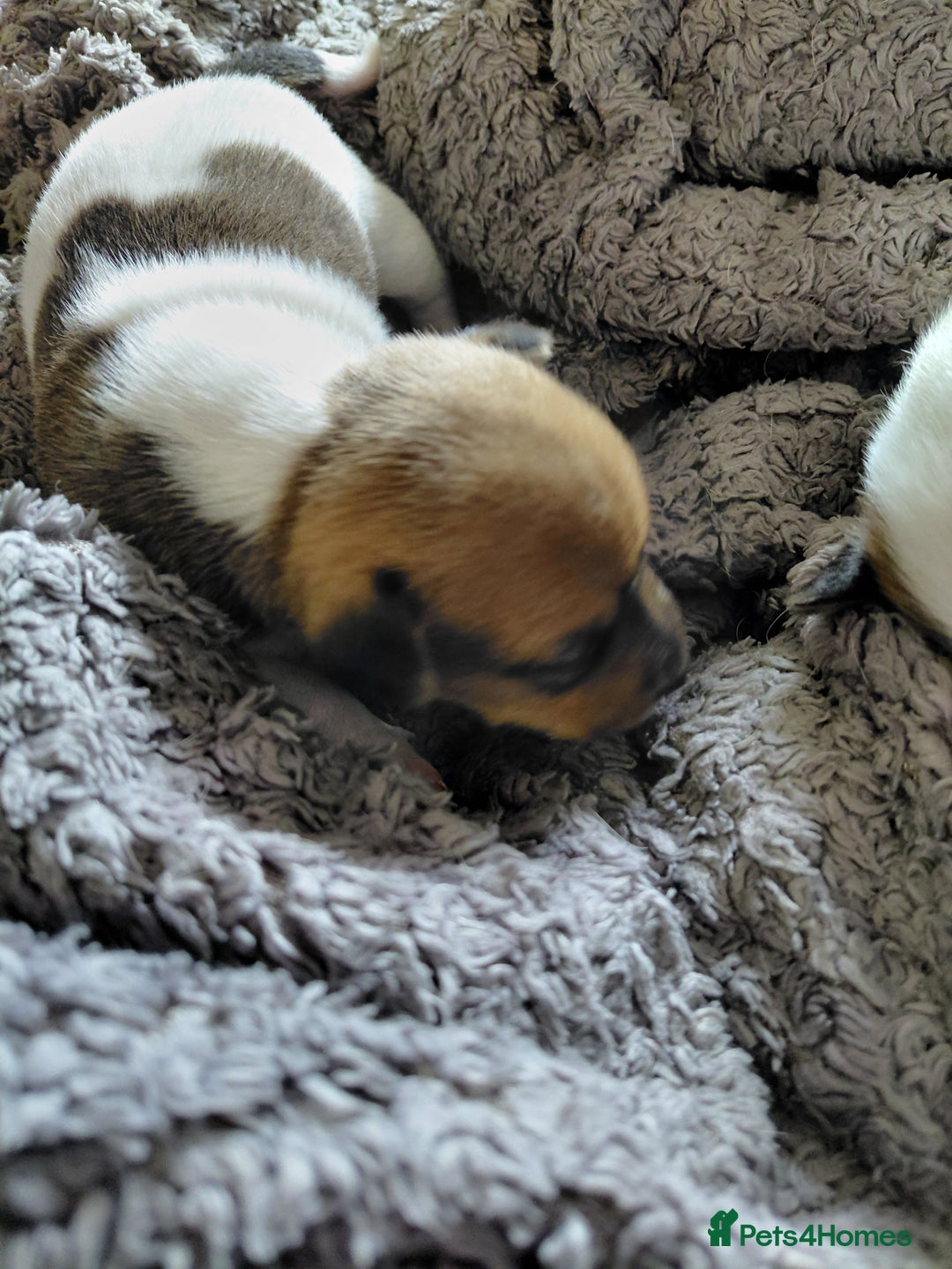 Jack Russell dogs for sale: Beautiful Jack Russell puppies  - Image 6