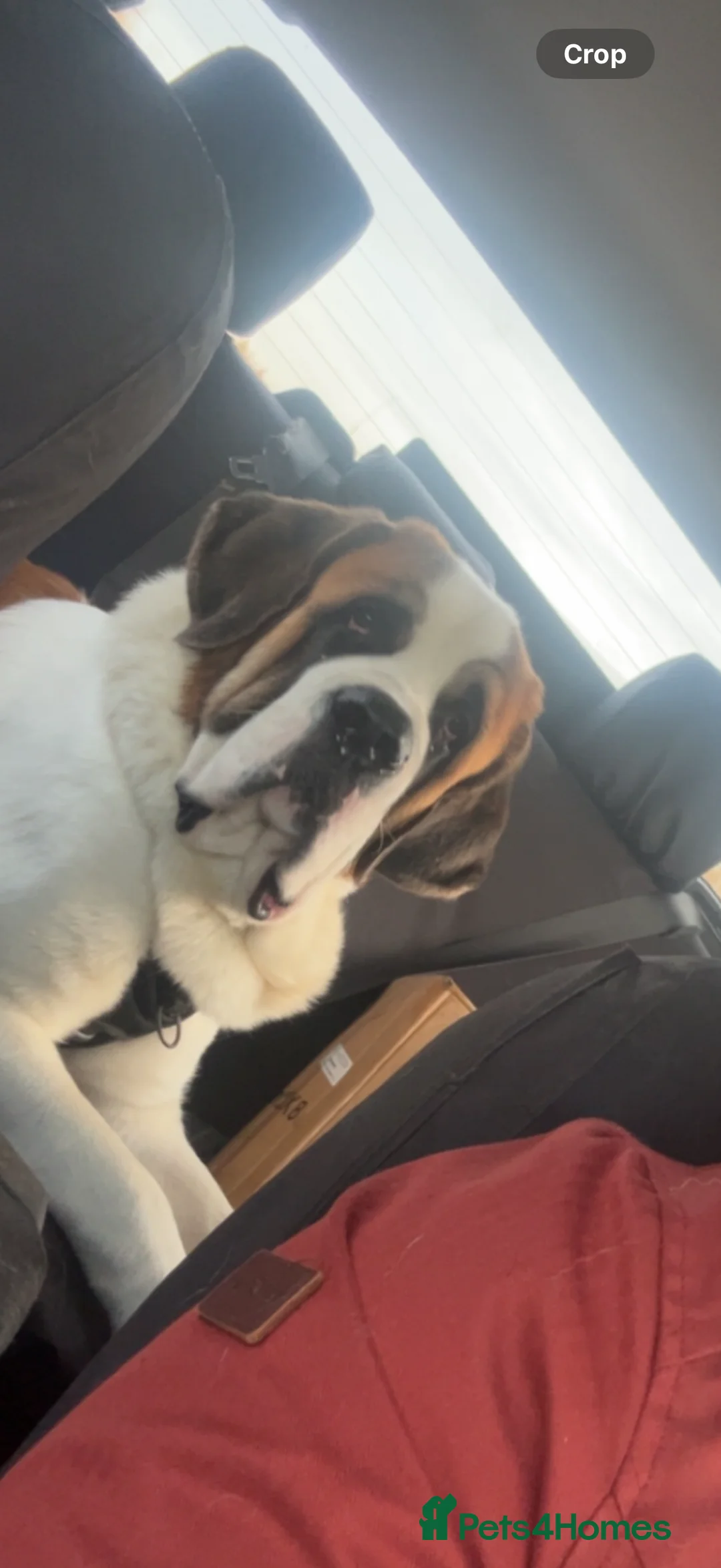 Saint Bernard dogs for stud: Outstanding Saint Bernard’s for Stud duties - Advert 12