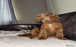 Cockapoo dogs for sale: Cockapoo Puppies For Sale  - Image 2