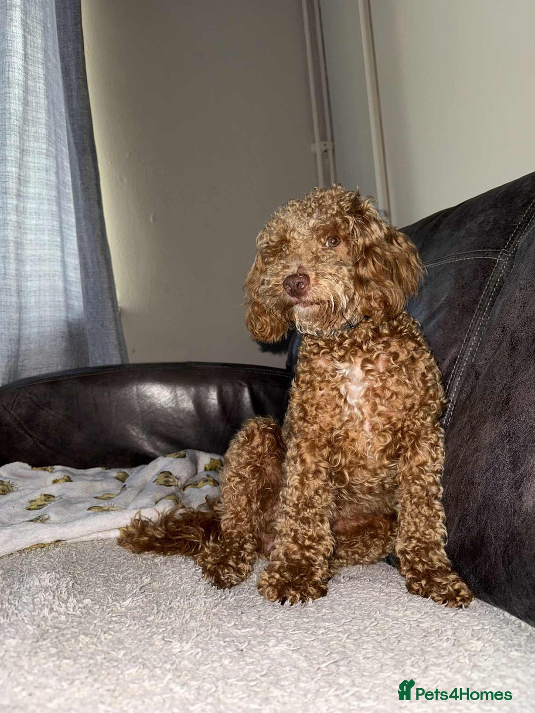 Cockapoo dogs for sale: Cockapoo Puppies For Sale  - Image 2