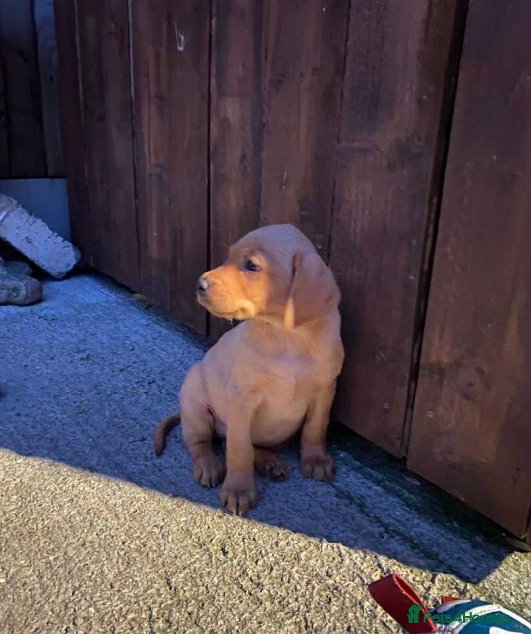 Labrador Retriever dogs for sale: KC Registered Labrador Puppies - Image 12