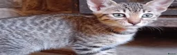 Bengal cats for sale: 🧡 Kitten Seeking One Well-Trained Human... 🐾 - Advert 3